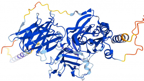 Dopamin-Beta-Hydroxylase Zeichnung bunt